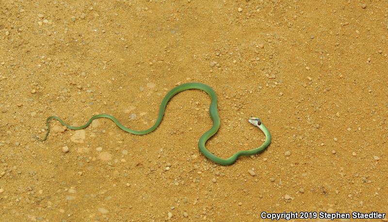 Rough Greensnake (Opheodrys aestivus)