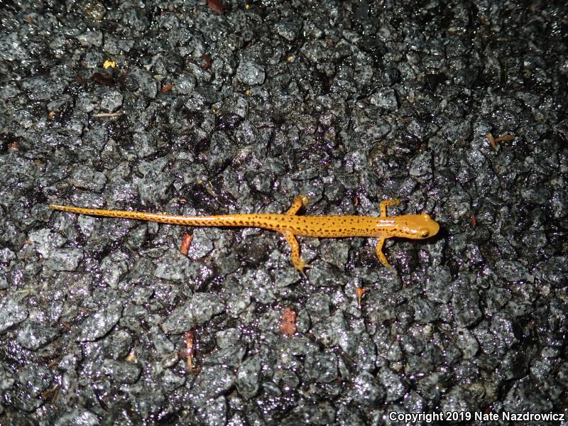 Long-tailed Salamander (Eurycea longicauda)