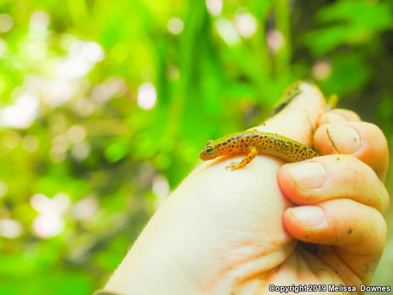 Long-tailed Salamander (Eurycea longicauda)