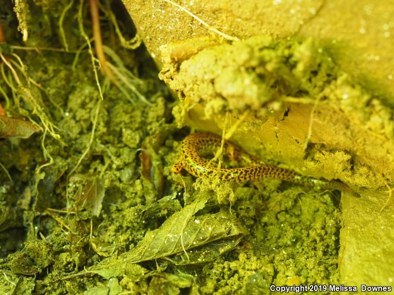 Long-tailed Salamander (Eurycea longicauda)