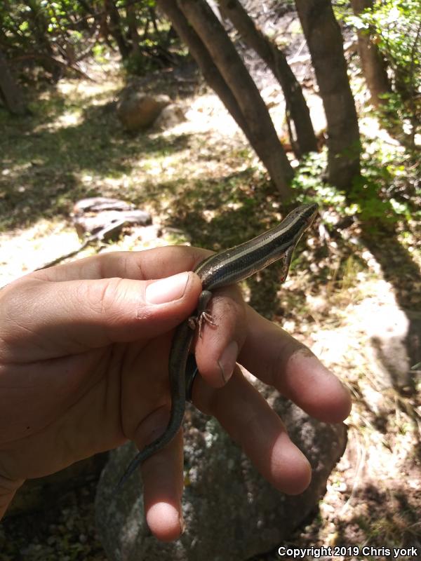 Great Basin Skink (Plestiodon skiltonianus utahensis)