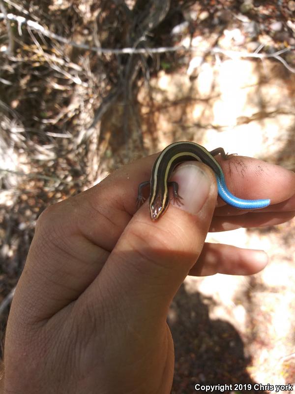 Great Basin Skink (Plestiodon skiltonianus utahensis)