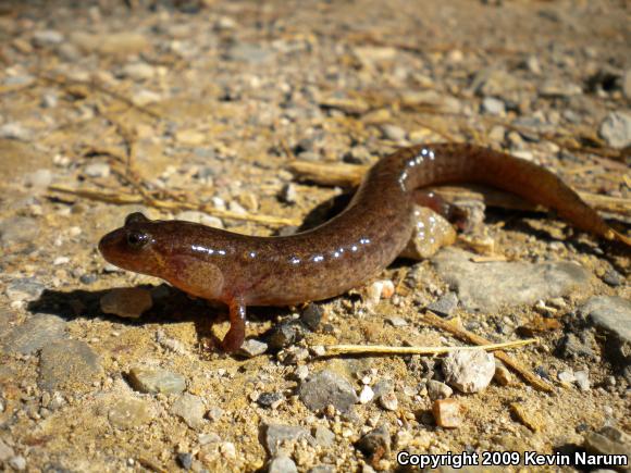 Ouachita Dusky Salamander (Desmognathus brimleyorum)