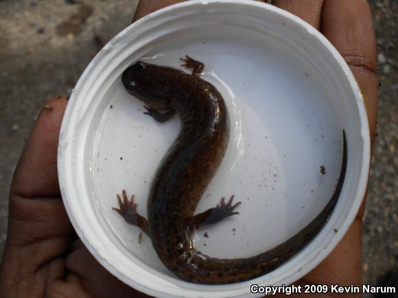 Ouachita Dusky Salamander (Desmognathus brimleyorum)