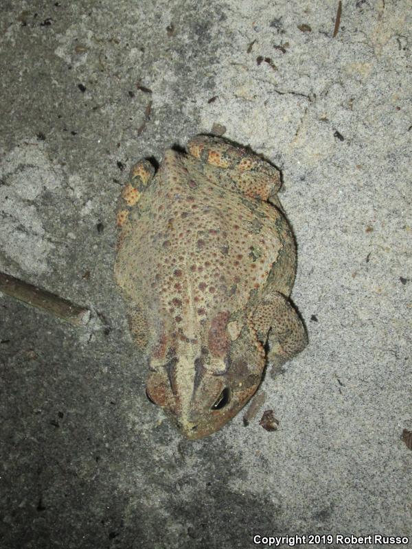 Cane Toad (Rhinella marina)