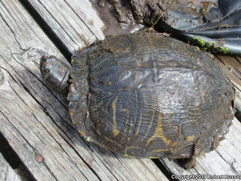 Yellow-bellied Slider (Trachemys scripta scripta)