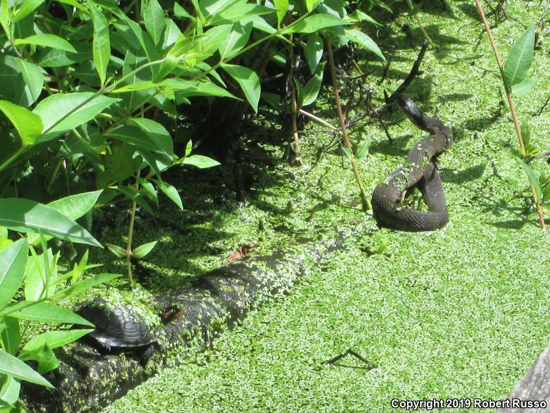 Banded Watersnake (Nerodia fasciata fasciata)