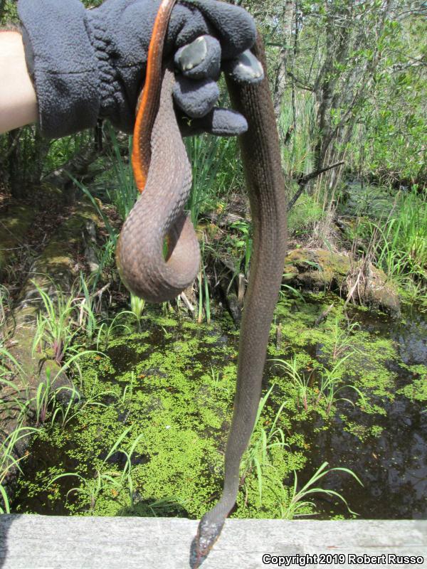 Red-bellied Watersnake (Nerodia erythrogaster erythrogaster)