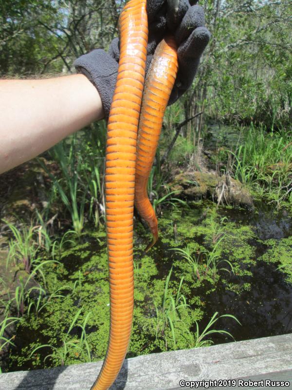 Red-bellied Watersnake (Nerodia erythrogaster erythrogaster)