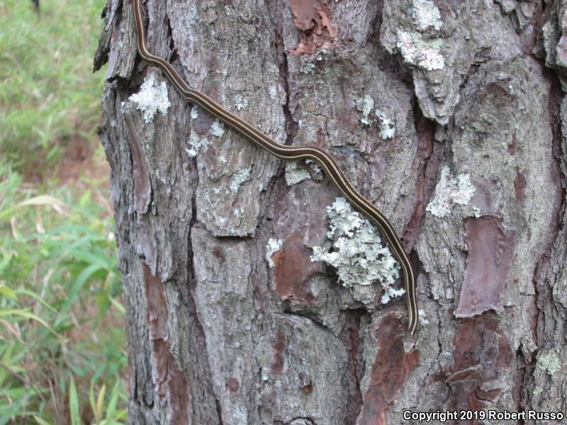 Eastern Ribbonsnake (Thamnophis sauritus sauritus)