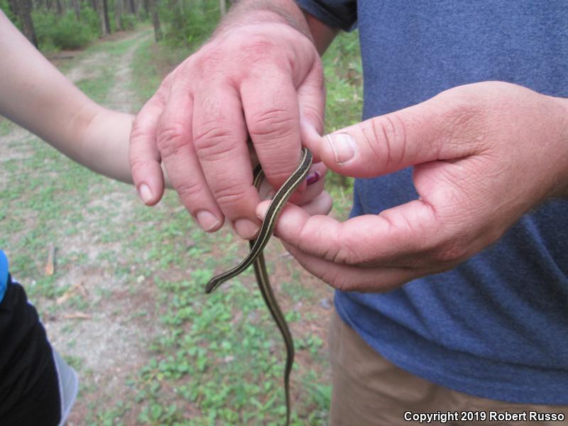 Eastern Ribbonsnake (Thamnophis sauritus sauritus)