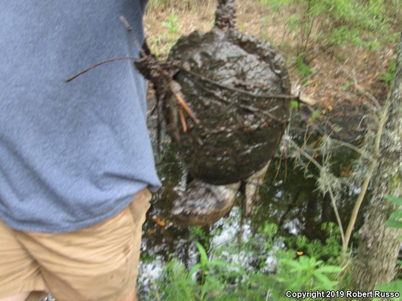 Snapping Turtle (Chelydra serpentina)