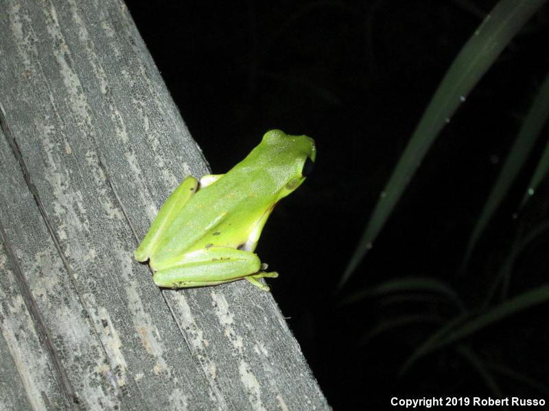 Squirrel Treefrog (Hyla squirella)