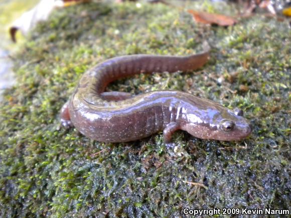 Ouachita Dusky Salamander (Desmognathus brimleyorum)