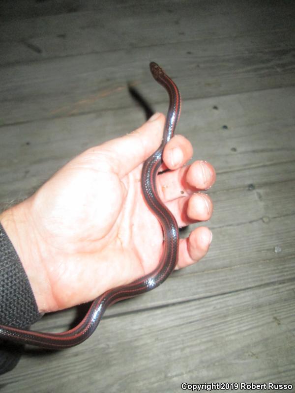 Rainbow Snake (Farancia erytrogramma)