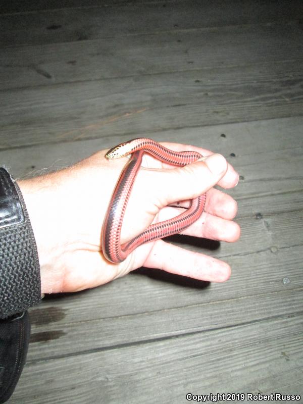 Rainbow Snake (Farancia erytrogramma)