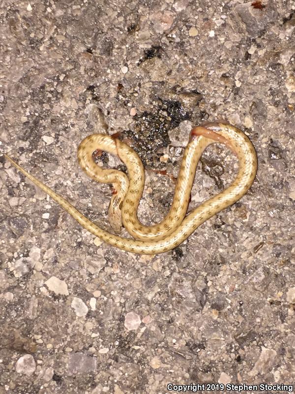 Desert Nightsnake (Hypsiglena chlorophaea deserticola)