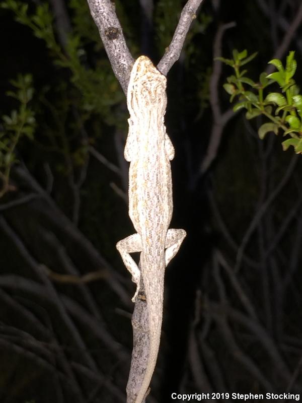 Western Long-tailed Brush Lizard (Urosaurus graciosus graciosus)