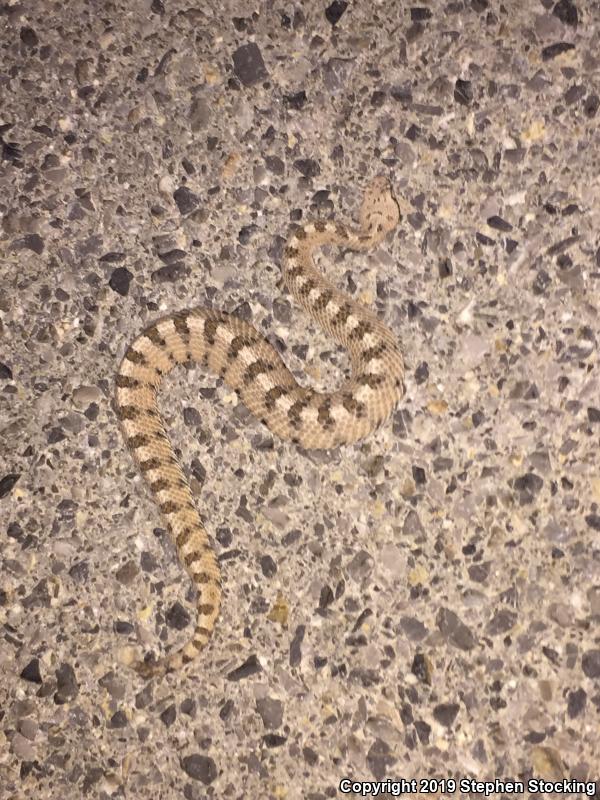 Mojave Desert Sidewinder (Crotalus cerastes cerastes)