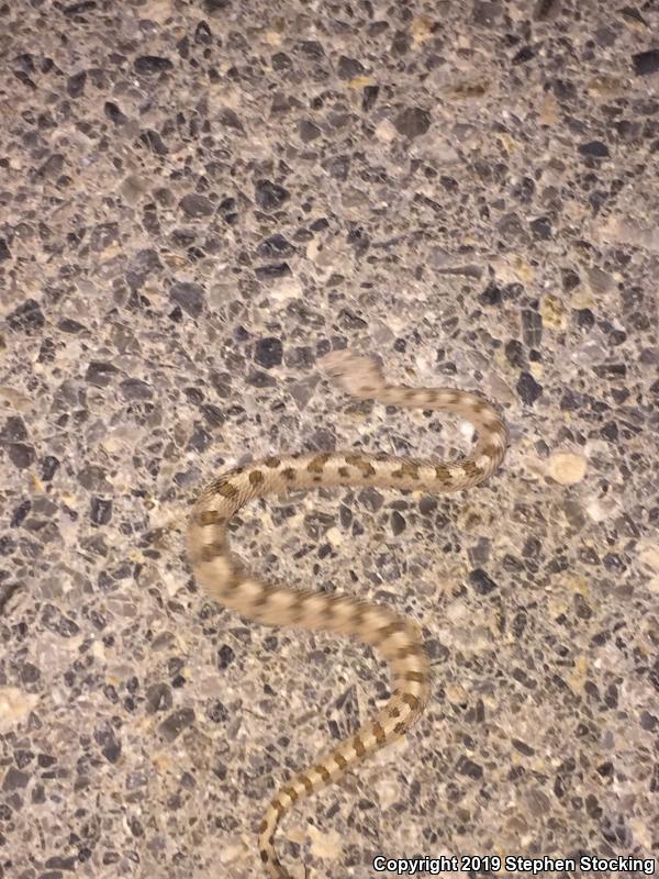 Mojave Desert Sidewinder (Crotalus cerastes cerastes)