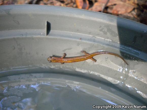 Many-ribbed Salamander (Eurycea multiplicata multiplicata)