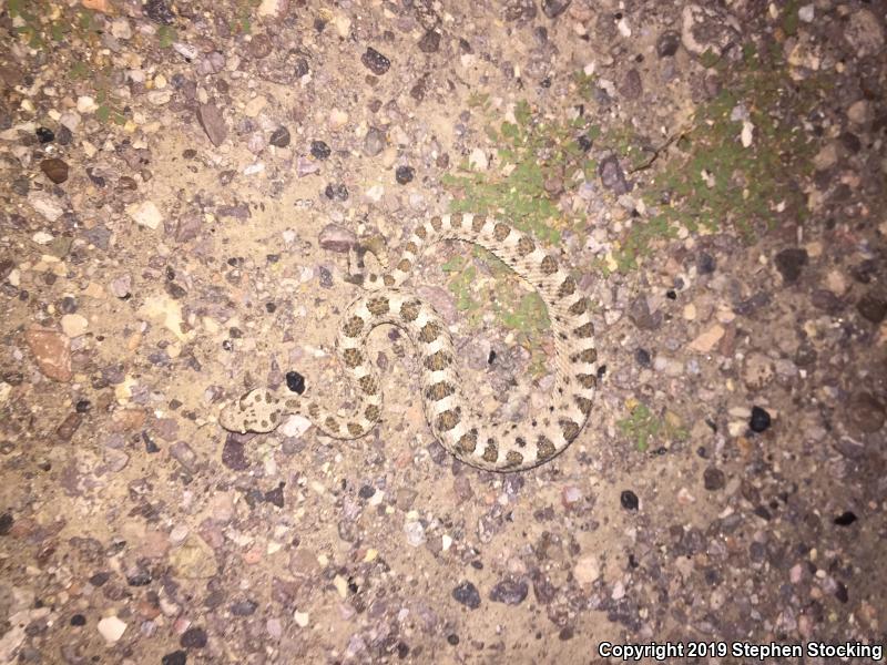 Mojave Desert Sidewinder (Crotalus cerastes cerastes)