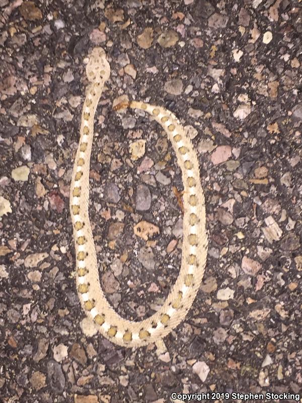 Mojave Desert Sidewinder (Crotalus cerastes cerastes)