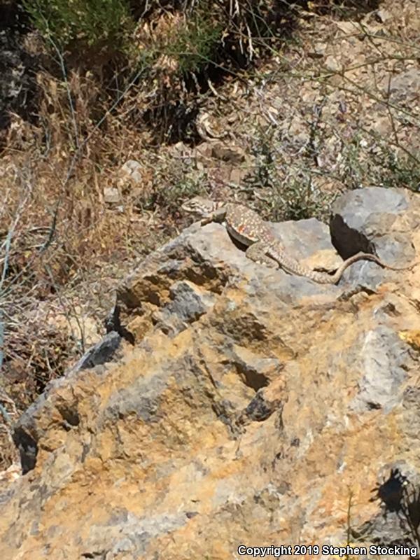 Great Basin Collared Lizard (Crotaphytus bicinctores)