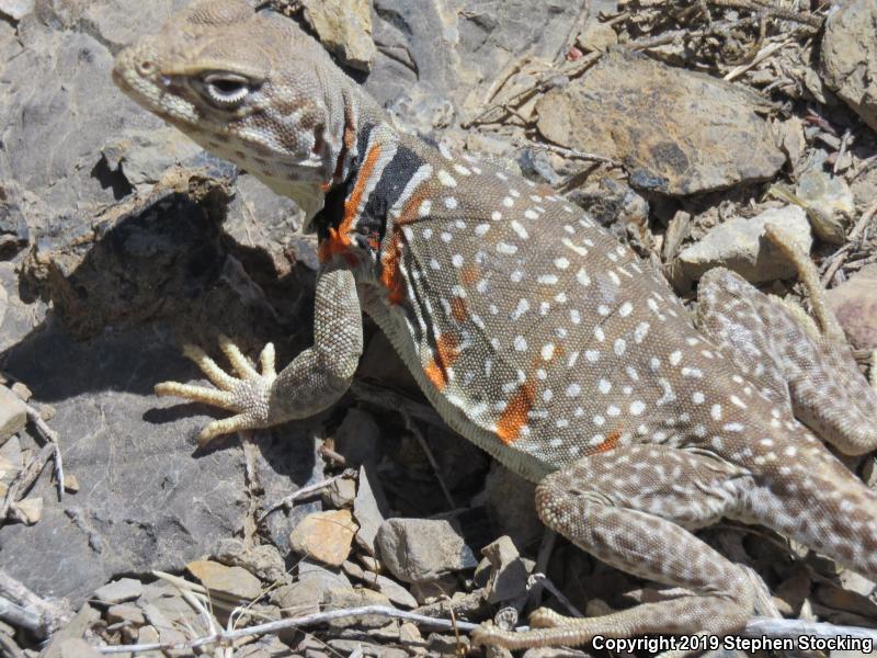 Great Basin Collared Lizard (Crotaphytus bicinctores)