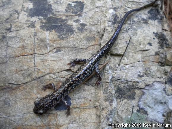 Caddo Mountain Salamander (Plethodon caddoensis)