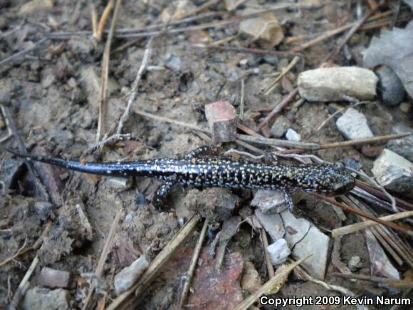 Caddo Mountain Salamander (Plethodon caddoensis)