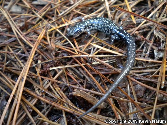 Caddo Mountain Salamander (Plethodon caddoensis)