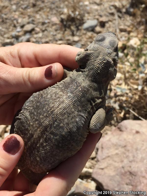 Common Chuckwalla (Sauromalus ater)