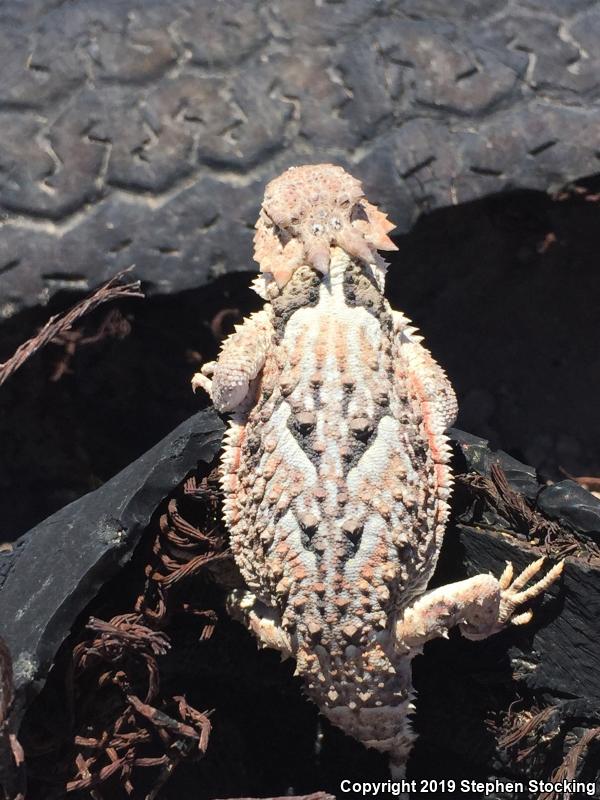 Southern Desert Horned Lizard (Phrynosoma platyrhinos calidiarum)