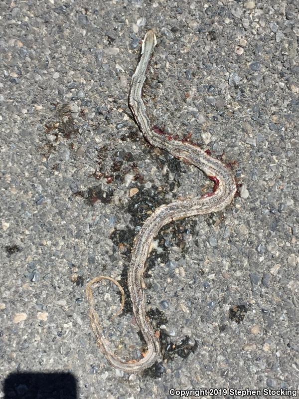 Mojave Patch-nosed Snake (Salvadora hexalepis mojavensis)