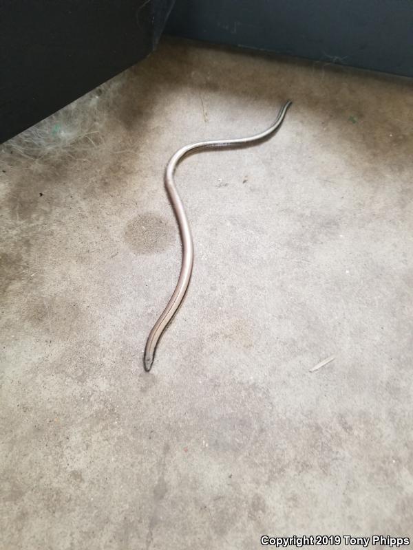 California Legless Lizard (Anniella pulchra)