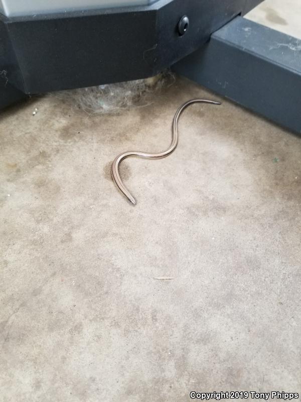 California Legless Lizard (Anniella pulchra)