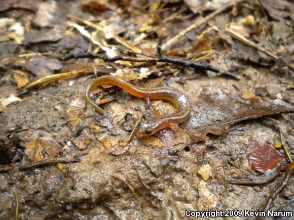 Many-ribbed Salamander (Eurycea multiplicata multiplicata)