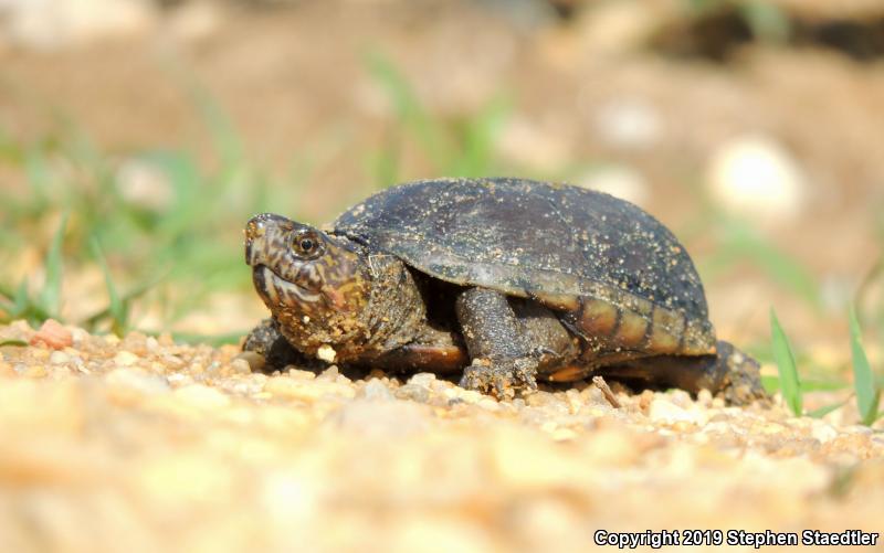 Eastern Mud Turtle (Kinosternon subrubrum)