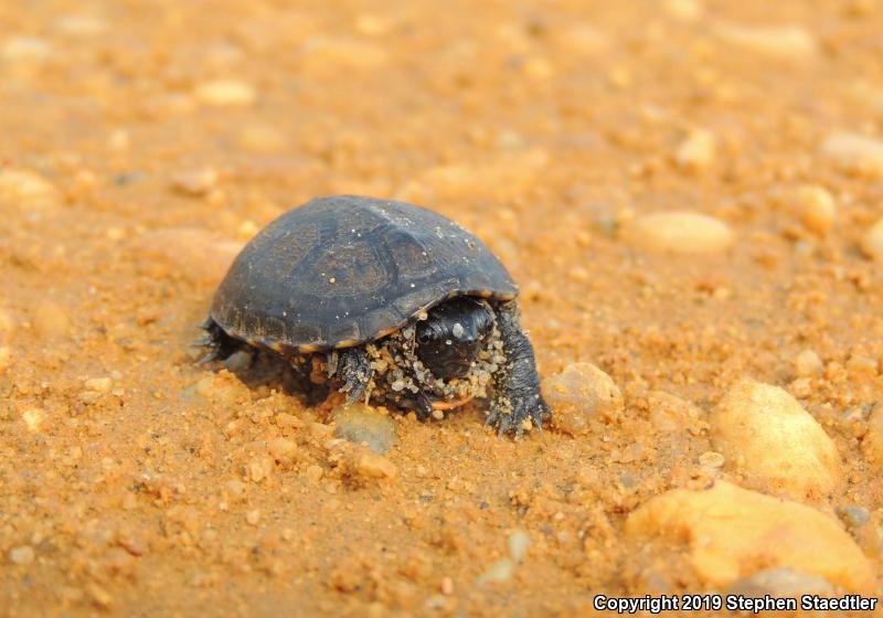 Eastern Mud Turtle (Kinosternon subrubrum)