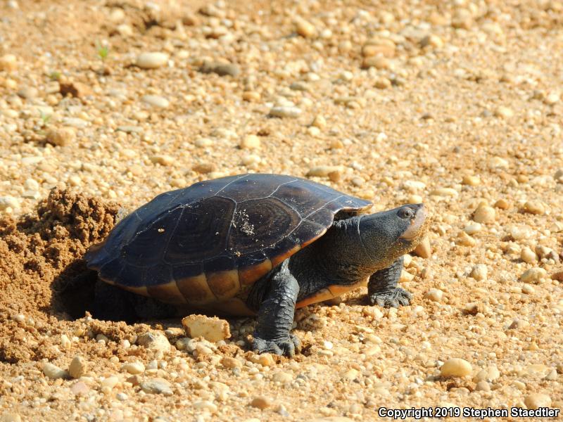 Northern Diamond-backed Terrapin (Malaclemys terrapin terrapin)