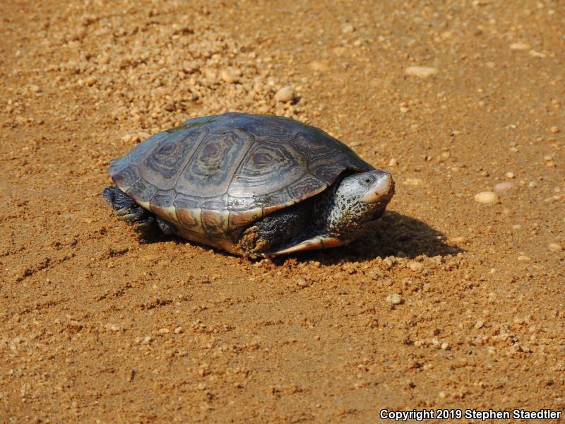 Northern Diamond-backed Terrapin (Malaclemys terrapin terrapin)