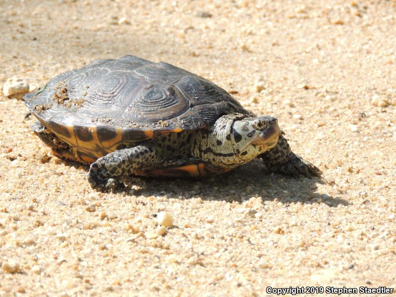 Northern Diamond-backed Terrapin (Malaclemys terrapin terrapin)