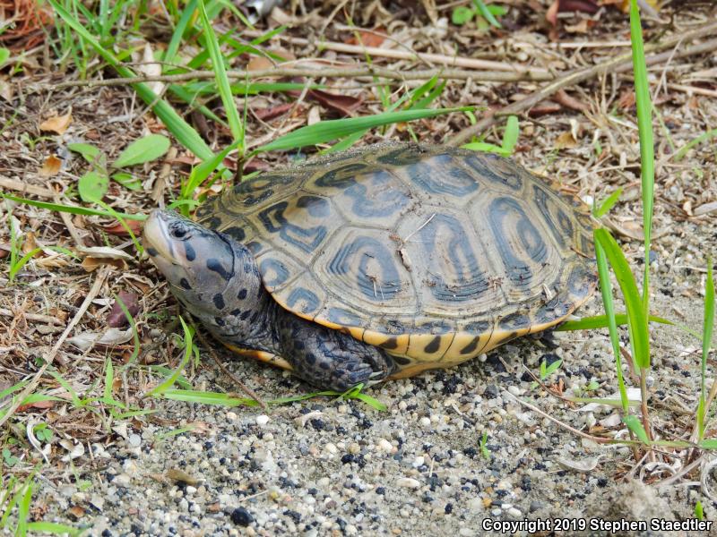 Northern Diamond-backed Terrapin (Malaclemys terrapin terrapin)