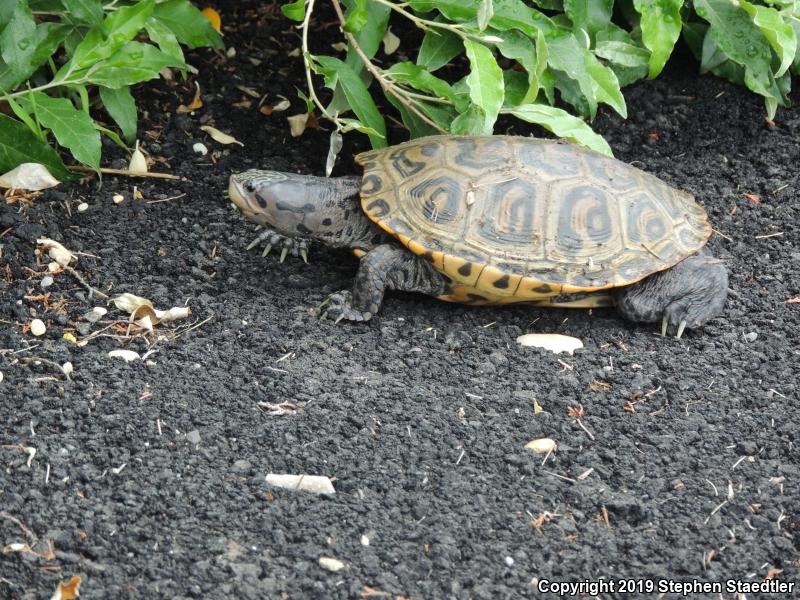 Northern Diamond-backed Terrapin (Malaclemys terrapin terrapin)