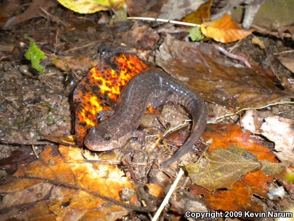 Ouachita Dusky Salamander (Desmognathus brimleyorum)