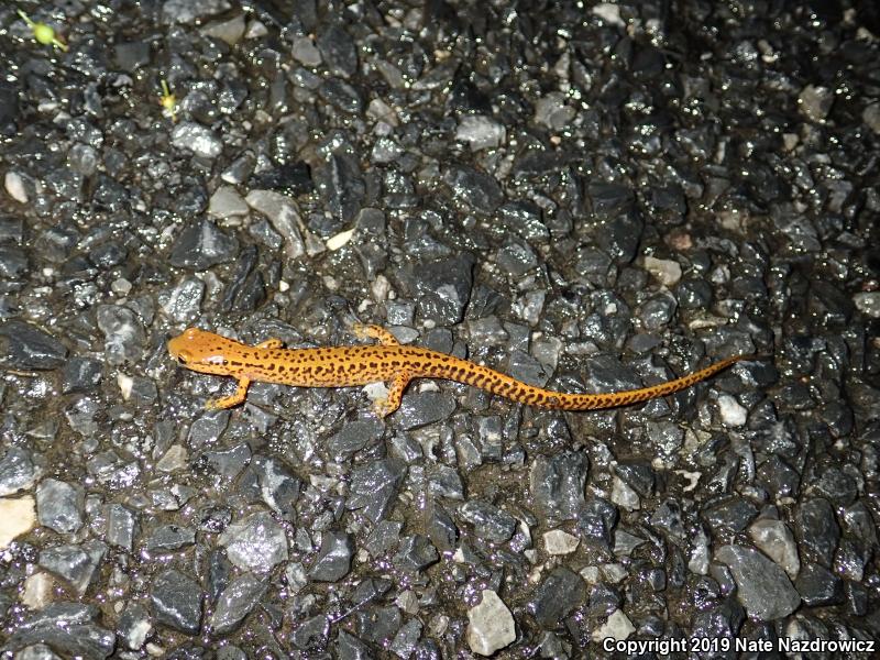 Long-tailed Salamander (Eurycea longicauda)