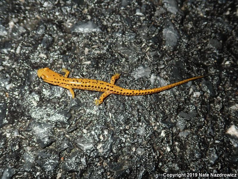 Long-tailed Salamander (Eurycea longicauda)