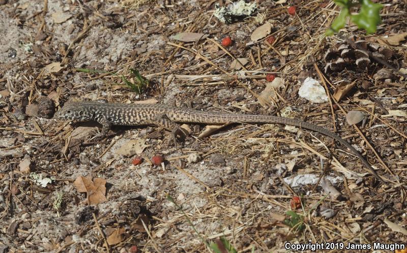 California Whiptail (Aspidoscelis tigris munda)