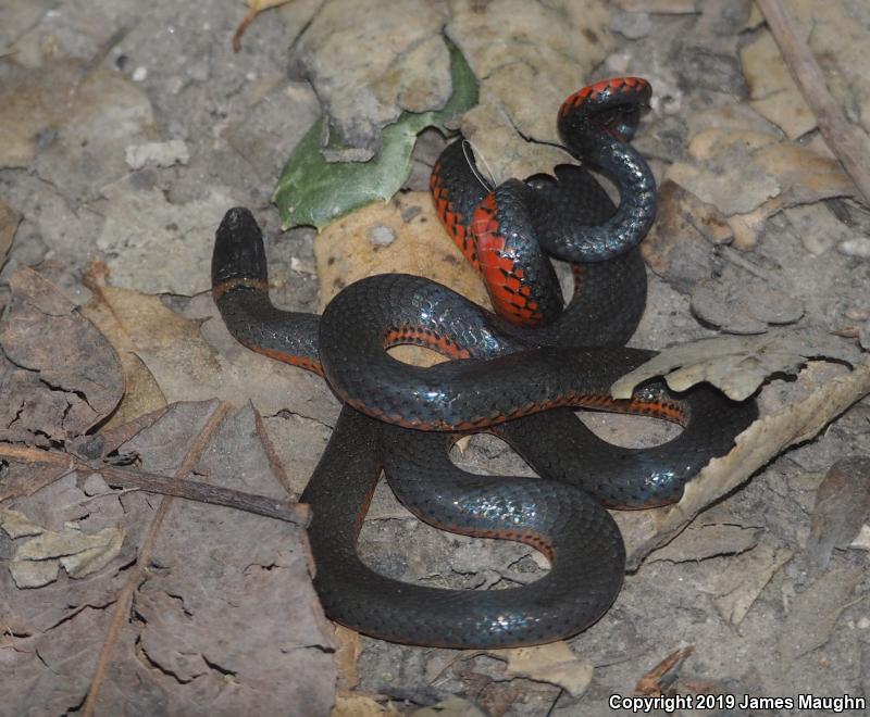 Pacific Ring-necked Snake (Diadophis punctatus amabilis)